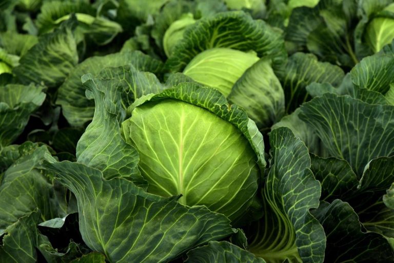 Le chou blanc cru ou cuit : toutes les façons de le cuisiner sans le rater